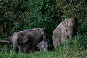 Naklejka premium Many elephants follow each other to eat minerals from the soil