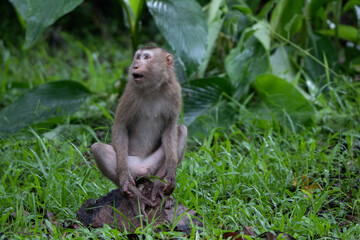 Naklejka na ściany i meble Monkeys are resting in Khao Yai National Park