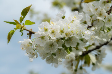 Kirschbaum Blühte.