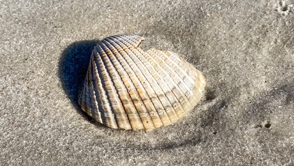 Sea Shells in Amelia Island