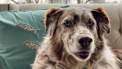 Australian Shepherd on the couch