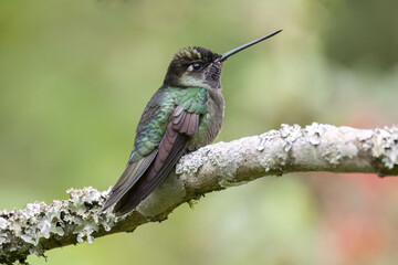 Naklejka premium Talamanca Hummingbird or Admirable Hummingbird (Eugenes spectabilis)