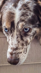 Australian Shepherd on the couch