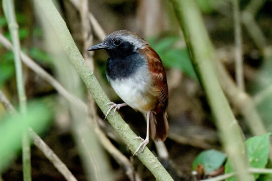 White-bellied Antbird (Myrmeciza longipes) perched on a branch
