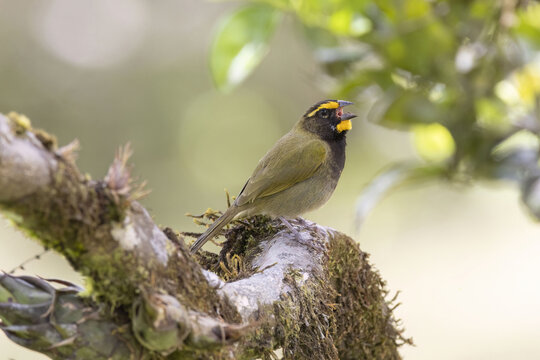 Yellow-faced Grassquit (Tiaris olivaceus) singing