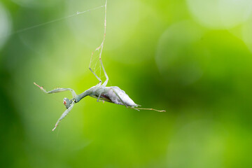 The grasshopper is stuck in a spider's web.