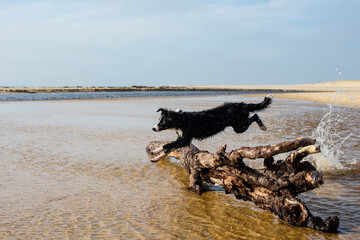 Borders collie running and jumping into the sea.