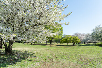 桜咲く春の公園