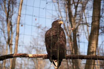 A wild eagle sitting on a branch of bare tree. Nature bird reserve protecting animals of Ukraine....