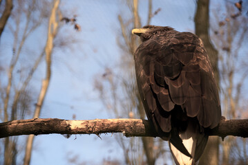 A wild eagle sitting on a branch of bare tree. Nature bird reserve protecting animals of Ukraine. Save the planet on Earth day. Powerful bird of prey with dark brown feathers overlooking its territory