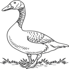Goose coloring pages. Bird outline for coloring book