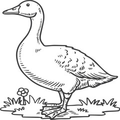 Goose coloring pages. Bird outline for coloring book