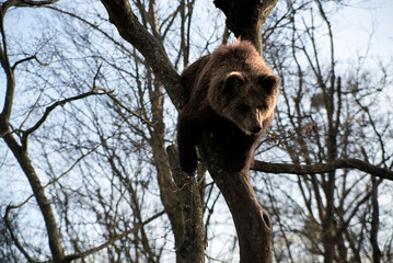 A wild bear sitting on a branch of bare tree. Nature reserve protecting animals of Ukraine. Save...