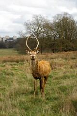 deer in the field