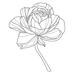 Rose. Flower. Linear flowers. Botany. Abstract linear flower. Vector illustration of a flower	

