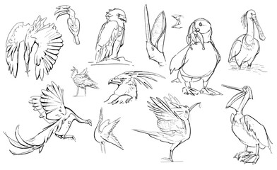 A collection of various bird species hand-drawings in line-art isolated on white background for children and kids coloring book.