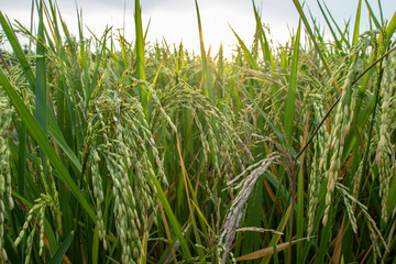 Rice fields in the rice fields are turning yellow	