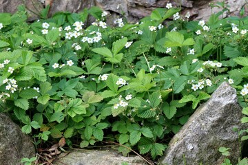 Flowering wild strawberries in a gottage garden. A patch of wild strawberries surrounded by natural stones.