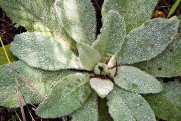Mullein Plant in Texas
