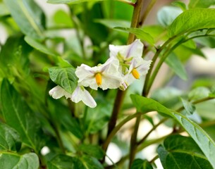 Flowering Pepino melon, lat. Solanum muricatum in the  garden. Also known as  pepino dulce  or sweet cucumber.