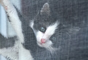 Cute little kitten with blue eyes behind a window protection net. Black and white kitten climbing the safety net in the window.