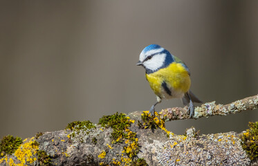 Eurasian Blue Tit - at a wet forest  in early spring