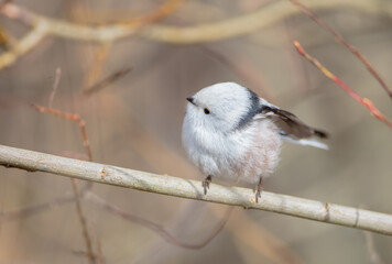 Long-tailed Tit in the forest on early spring