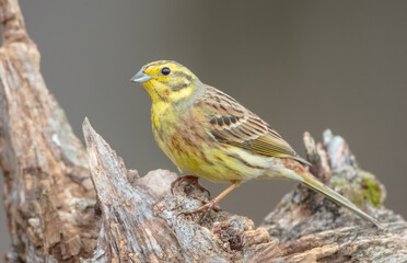 Yellowhammer  - male in spring at a wet forest