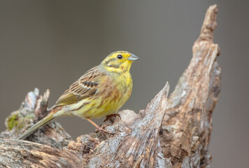 Yellowhammer  - male in spring at a wet forest