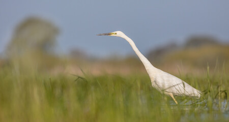 Great White Egret - at a wetland in spring 