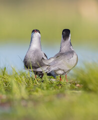 Whiskered tern - adult birds at a wetland in spring