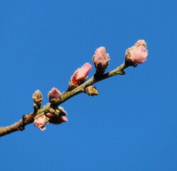 Mandelbaum Knospen