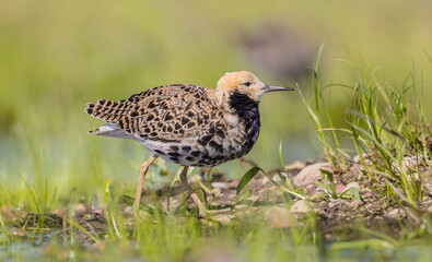 Fototapeta premium Ruff - male bird at a wetland on the mating season in spring