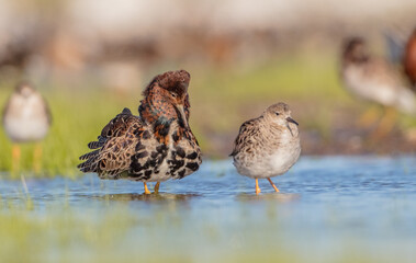  The ruff - pair at wetland on a mating season in spring