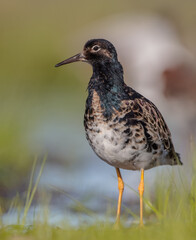 Ruff - male bird at a wetland on the mating season in spring