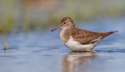 Common Sandpiper - feeding at a shore of lagoon on spring migration way