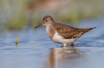 Common Sandpiper - feeding at a shore of lagoon on spring migration way