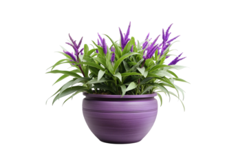 flower in a pot isolated on transparent background, cut out