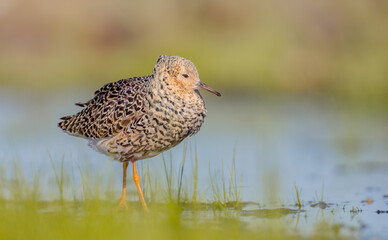Ruff - male bird at a wetland on the mating season in spring