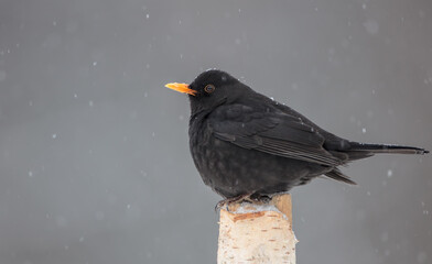 Common blackbird - adult male in winter at a wet forest