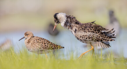 The ruff - pair at wetland on a mating season in spring