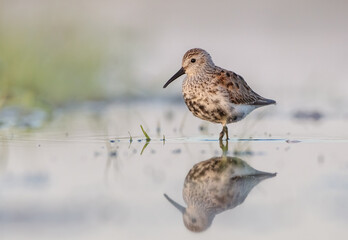 Dunlin - adult bird at a wetland on the spring migration 