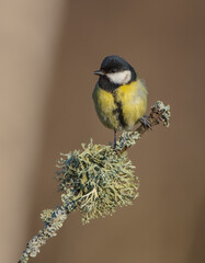 Obraz premium Great tit in spring at a wet forest