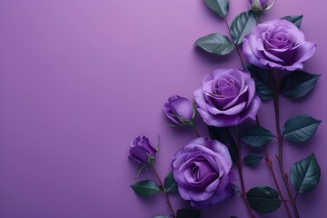 violet roses border frame on purple background top view, floral template with copy space