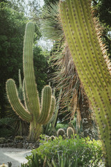 Desert Giants: Majestic Cacti Towering in a Lush Desert Garden. 