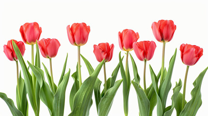 Red tulip flowers isolated white background