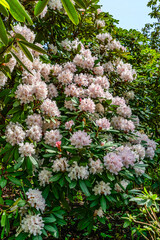 Rhododendron Flower Abundance