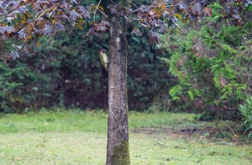 Cute green woodpecker in the domestic garden
