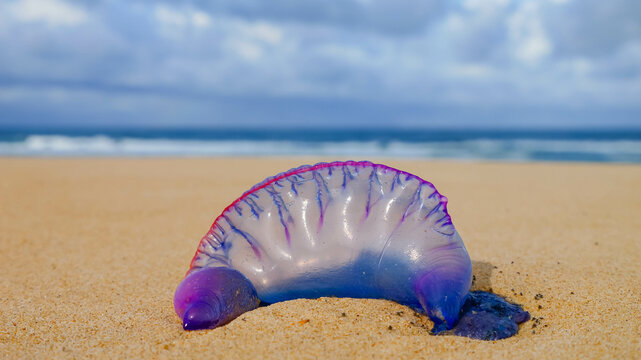 Atlantic coast: physalis, stinging jellyfish, wash up on the beaches.