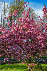 Abundant Pink Blossoms Background 2